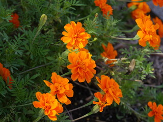 Orange flowers of Tagetes erecta, also known as Mexican marigold.