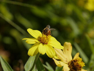 Bee on a yellow flower in the garden. Shallow depth of field