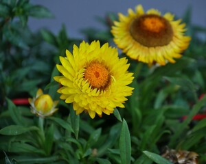 Straw flowers in the garden, (Helichrysum bracteatum)