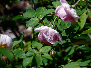 Close up of pink rose flowers with water droplets on the petals
