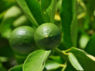 Limes on the tree in the garden. Shallow depth of field