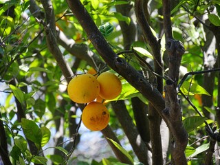 Orange fruit on the tree in the orchard. Tropical fruit.