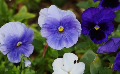 Purple and white pansy flowers in the garden, selective focus
