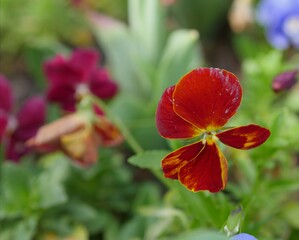 Beautiful pansy flowers in the garden. Selective focus.