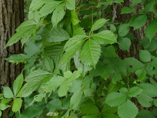 Poison ivy leaves in the forest,  medium close-up.