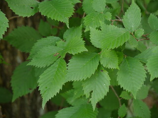 Green leaves of a poison ivy, close up