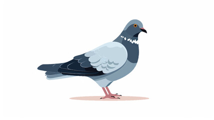 Pigeon illustration vector