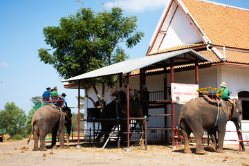 Traveler thai people travel riding elephants trip tour around Ban Ta Klang or Taklang Elephant...
