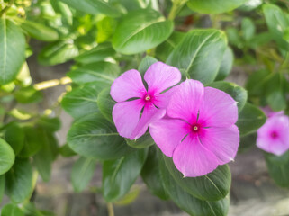 In Indonesia, this flower is known as the Tapak Dara flower or Vinca. As an ornamental plant. Periwinkle flower blooming in the garden