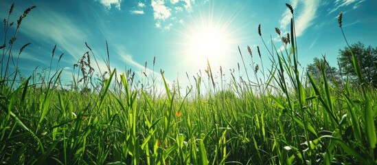 Obraz premium Field of grass blue sky and sun. Copy space image. Place for adding text