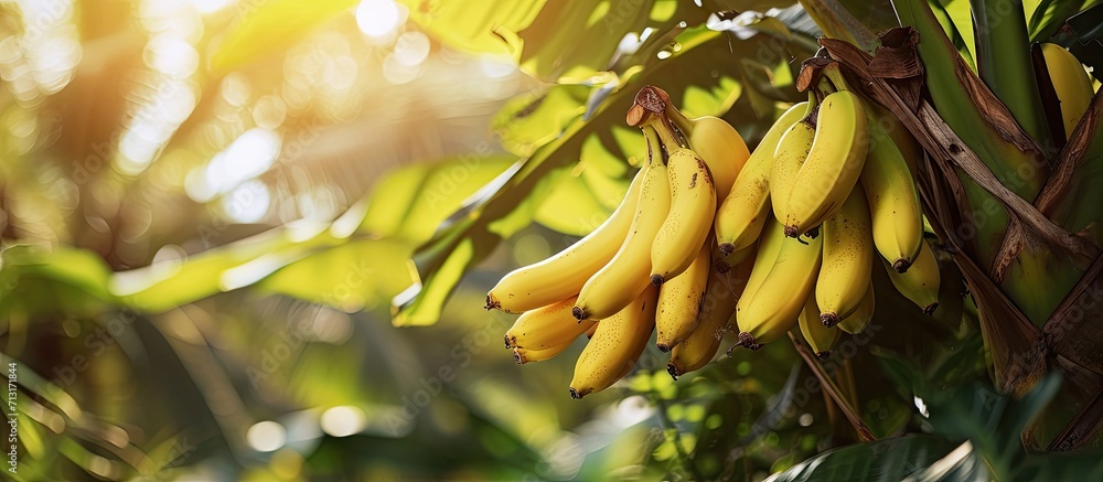 Poster bunch of bananas on tree. copy space image. place for adding text