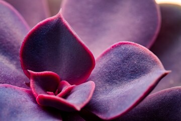 Echeveria Rainbow flower. Close up macro photograph. Vibrant purple and pink tones of nature....
