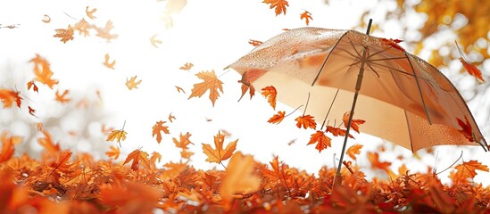autumn umbrella Umbrella of maple leaves Autumn Rainbow of leaves Gradient. Copy space image. Place for adding text