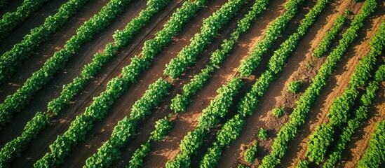 Aerial shot of potato plantation from drone pov directly above on sunny summer day. Copy space image. Place for adding text - obrazy, fototapety, plakaty