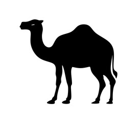 vector illustration of camel with flat design.camel icon