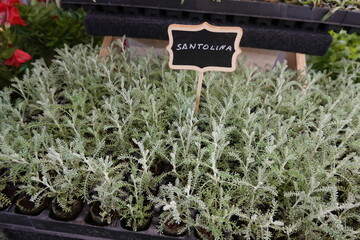 santolina seedling propagated by cuttings. santolina plant propagated by cuttings. santolina branch