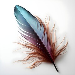 feather of the bird