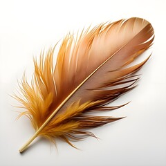 yellow feather isolated on white background with shadow. feather of the bird isolated. feather on white. light wing feather