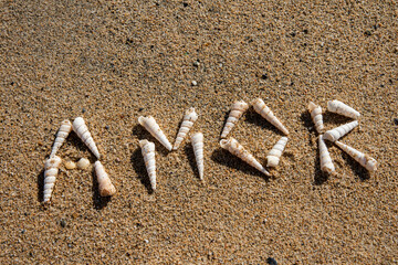 Seaside Charm: 'Amor' Written in White Seashells on the Beach