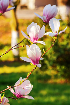branches of magnolia in full blossom. spring nature background in the park