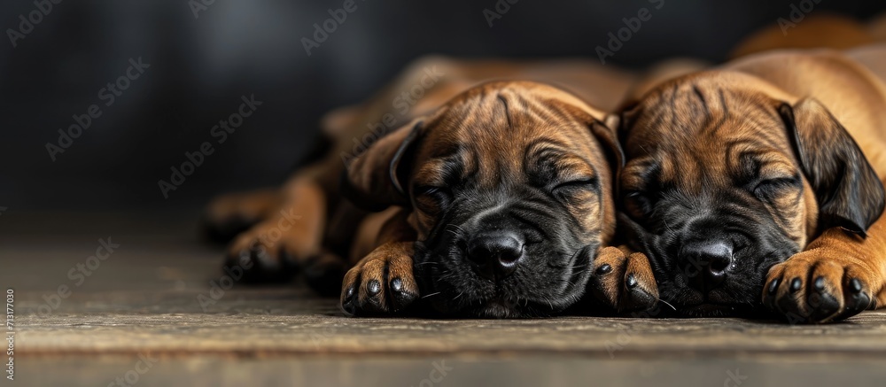 Poster cute sleeping rhodesian ridgeback puppies. copy space image. place for adding text