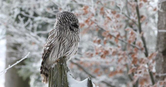 Owl in snowy forest. Ural owl, Strix uralensis, perched on rotten stump in beech forest. Beautiful grey owl in natural habitat. Wild bird of prey in winter nature. Frosty morning. Wildlife.