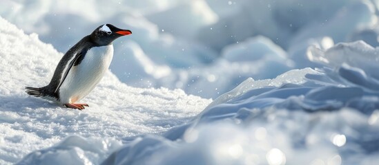 Fototapeta premium Gentoo penguin sliding over snow on belly. Copy space image. Place for adding text