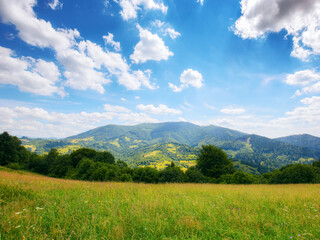 Fototapeta premium rural landscape of ukrainian highlands with grassy alpine meadows. countryside scenery of carpathian mountains on a warm sunny day under the blue sky with fluffy clouds