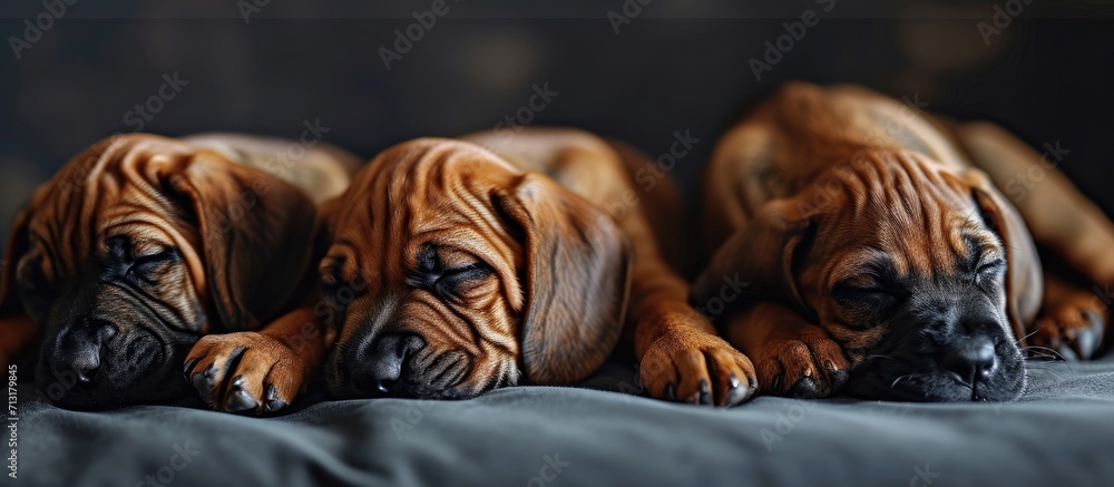 Poster cute sleeping rhodesian ridgeback puppies. copy space image. place for adding text