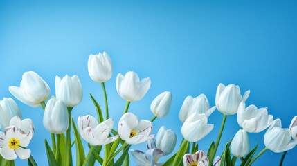 Tulips on blue background