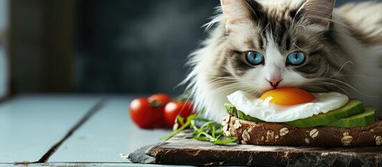 Ragdoll cat smelling on trendy lifestyle sandwich protein bread slice with cream cheese mashed avocado cherry tomatoes and poached egg on white scandi plate light setting. Copy space image - obrazy, fototapety, plakaty