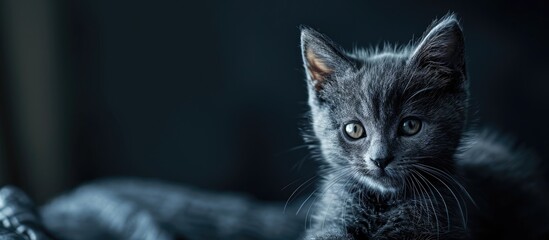 A cute Russian Blue tomcat kitten. Copy space image. Place for adding text - obrazy, fototapety, plakaty