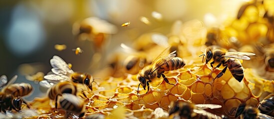 A queen bee cup with royal jelly in the wax comb of the honey bee Apis mellifera. Copy space image. Place for adding text