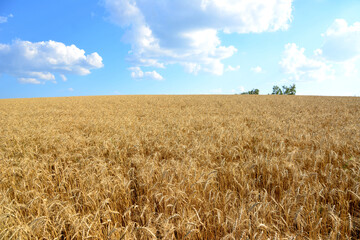 ripe wheat field on sunset with blue sky and clouds