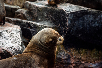 2023 8 13 Peru sea lions 3