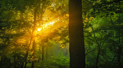Sunlight Piercing Through Verdant Forest