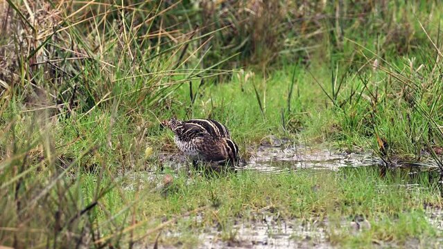 Common Snipe Feeding on the shore