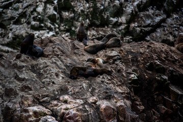 2023 8 13 Peru sea lions