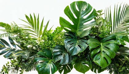Green leaves of tropical plants bush floral arrangement indoors garden nature backdrop idola