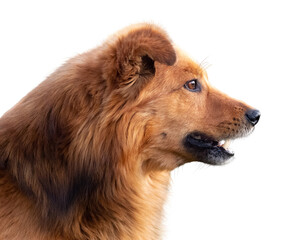 Portrait of a brown shaggy dog in profile on a transparent background