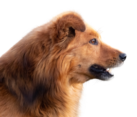 Portrait of a brown shaggy dog in profile on a transparent background