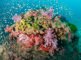 Naklejka na ściany i meble Dendronephthya hemprichi. Invertebrate Marine Animals. Flowery Pink Red Corals Alcyonacea Nephtheidae, Cnidaria Octocorals. Tropical coral reef under deep blue Andaman Sea. Indo Pacific Ocean seabed.