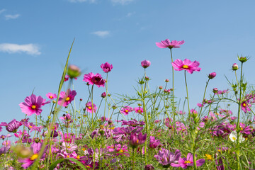 Obraz na płótnie Canvas Cosmos flowers blooming in the garden against the bright blue sky