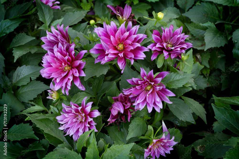 Wall mural Close-up of pink blooming Dahlia flowers in the garden