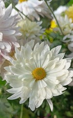 Natural flower with China White  Dahlia