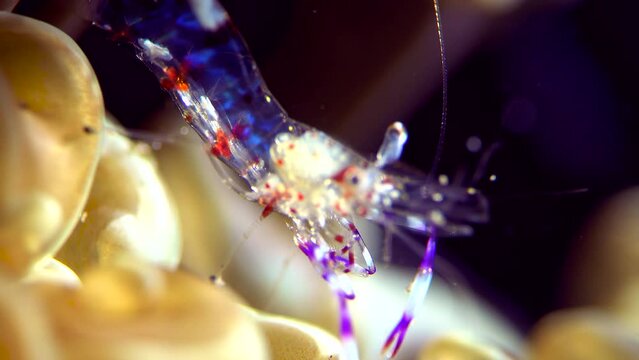 Underwater a tiny colorful blue and purple transparent shrimp shaking its body in the sea in a tropical coral reef macro close-up shots