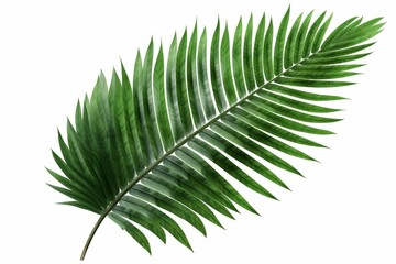 Transparent PNG of a palm tree leaf in green color. Generative AI