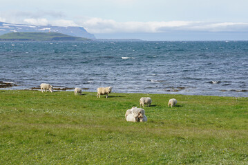 Schafe auf einer Weide am Fjord in Island im Sommer