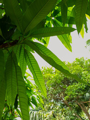 natural background, mango leaves with natural lighting from behind