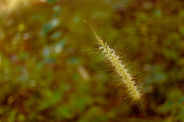 soft focus yellow tropical  grass flower  background